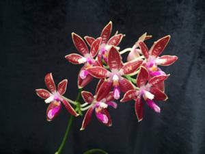 Phalaenopsis Chienlung Corningosa