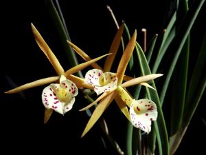 Brassocattleya Yellow Bird