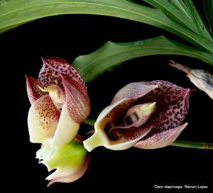 Catasetum tapiriceps