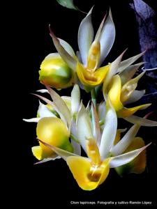 Catasetum tapiriceps