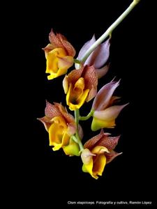 Catasetum tapiriceps