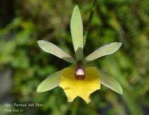 Epicattleya Painted Hill Star