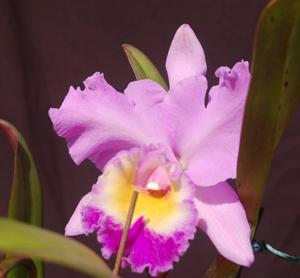 Rhyncholaeliocattleya Hawaiian Agenda