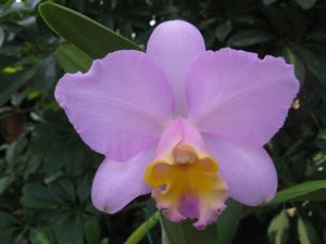 Rhyncholaeliocattleya Montana Spirit