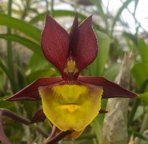 Catasetum Isobel's Sunshine