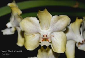<i>Vanda</i> Maui Diamond