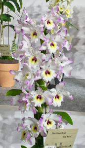 Dendrobium Grace Heart