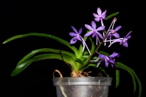 Vandachostylis Deep Blue Seas