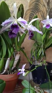 Cattleya C. G. Roebling (1895)