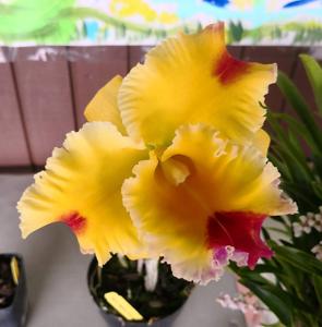 Rhyncholaeliocattleya Chelsea Alward