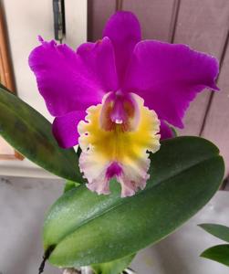 Rhyncholaeliocattleya Grandma June Metcalf