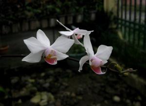 Phalaenopsis intermedia var. portei