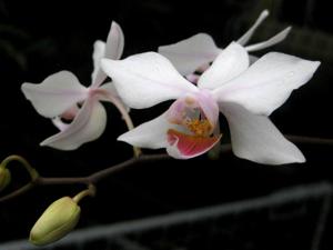 Phalaenopsis intermedia var. portei