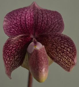<i>Paphiopedilum</i> Dora Crawshaw