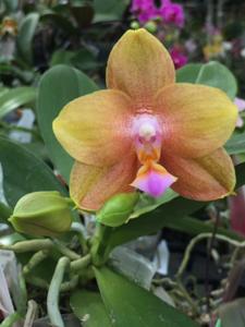Phalaenopsis Pylo's Mustard