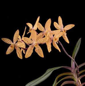 Renanthopsis Mildred Jameson