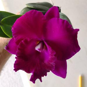 <i>Rhyncholaeliocattleya</i> Margery Kekauoha