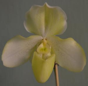 <i>Paphiopedilum</i> Black Diamond