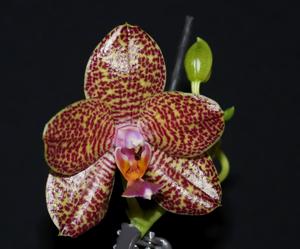 Phalaenopsis Zheng Min Falcon
