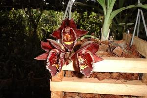 Catasetum Jaime Pomela