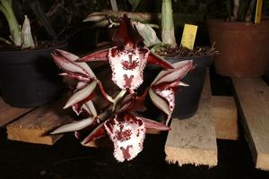Catasetum Jaime Pomela