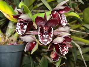Catasetum Jaime Pomela