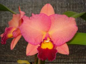 Cattleya Carmem Wenzel