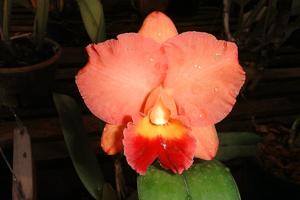 Cattleya Carmem Wenzel