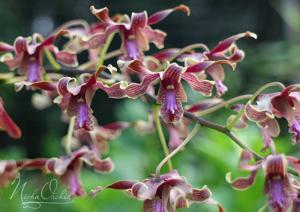 <i>Dendrobium</i> Nicha Duangporn