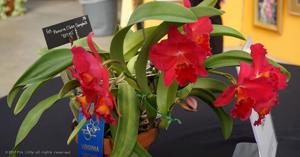 <i>Rhyncholaeliocattleya</i> Mem. Oliver Campbell