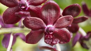 Vandachostylis Colmarie