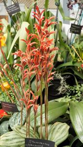 Stenosarcos Vanguard