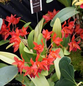 Cattlianthe Carolyn Reid