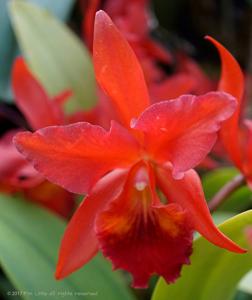 Cattlianthe Carolyn Reid