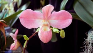Phragmipedium Haley Decker