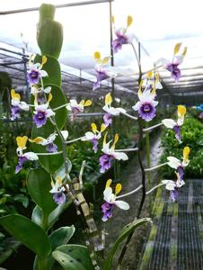 Dendrobium Imelda Marina Masagung