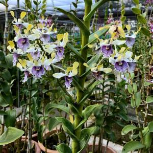 Dendrobium Imelda Marina Masagung