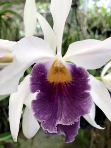 Cattleya Berlin Beauty