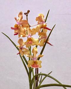 Papilionanda Josephine van Brero