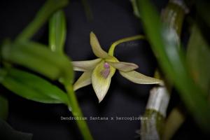 <i>Dendrobium</i> hercoglossum-Santana