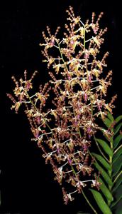 <i>Dendrobium</i> Lee Foong Ying