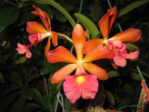 Bullara Redland Sunset