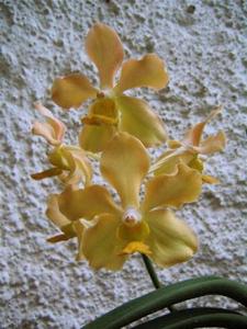 Papilionanda Elishea Hidajat