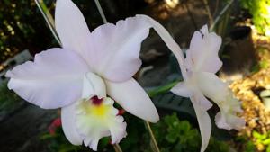 Laeliocattleya Sylvan Sprite