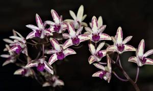 Dendrobium King Zip-tetragonum