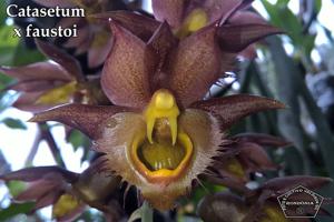 Catasetum faustoi