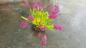 Aliceara Tahitian Dancer