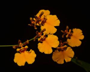 Oncidesa Gower Ramsey