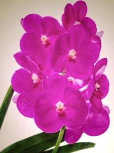 Vanda Ratchaburi Fuchs-Katsura