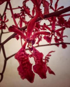 Renanthera Paloma Picasso